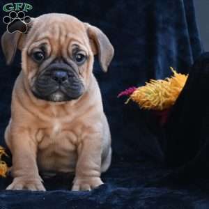 Bruno, Miniature Bulldog Puppy